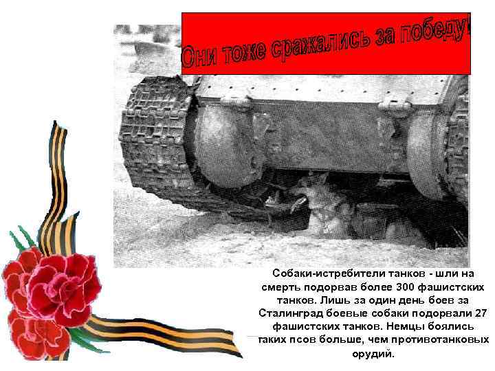 Собаки-истребители танков - шли на смерть подорвав более 300 фашистских танков. Лишь за один