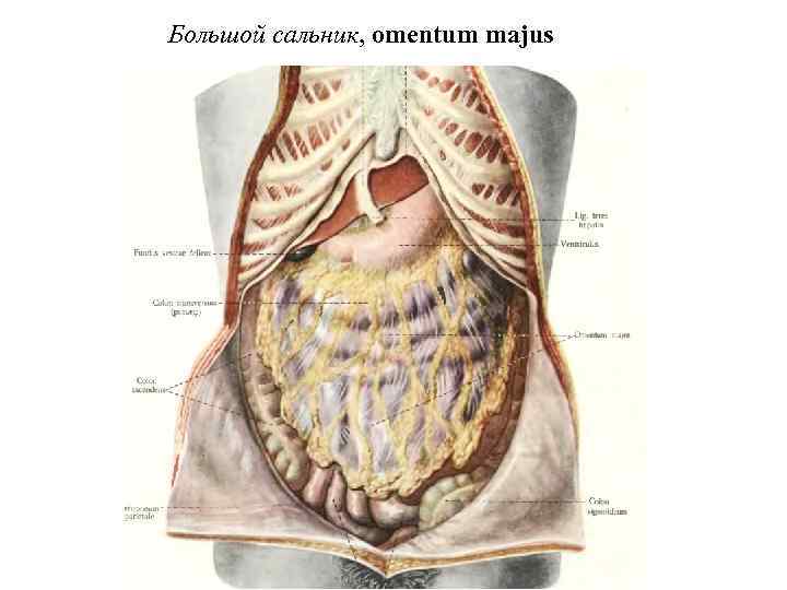 Большой сальник, omentum majus 