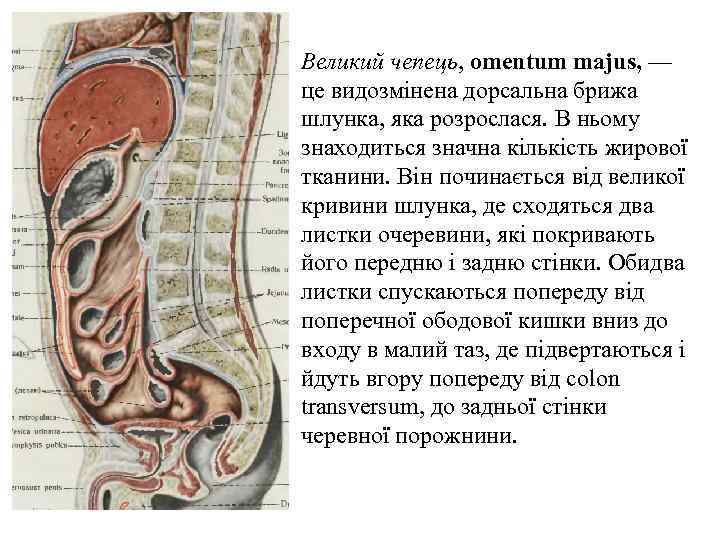 Великий чепець, omentum majus, — це видозмiнена дорсальна брижа шлунка, яка розрослася. В ньому