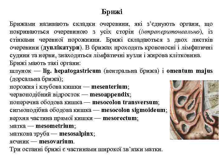 Брижi Брижами називають складки очеревини, якi з’єднують органи, що покриваються очеревиною з усiх сторiн