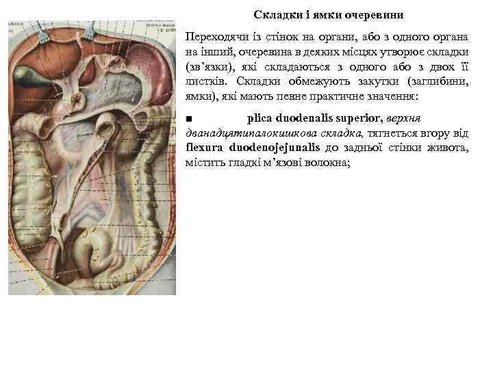 Свиная брюшина фото. Брюшина и ее производные. Брюшина и ее производные анатомия. Задняя стенка полости брюшины.