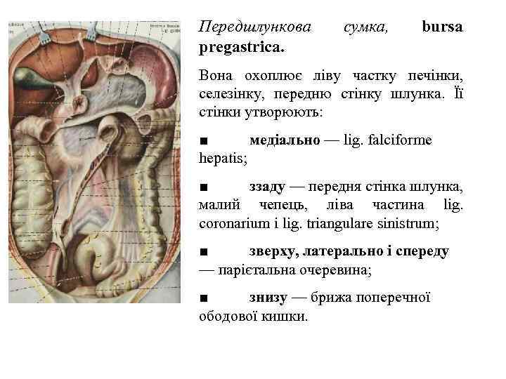 Передшлункова pregastrica. сумка, bursa Вона охоплює лiву частку печiнки, селезiнку, передню стiнку шлунка. Її