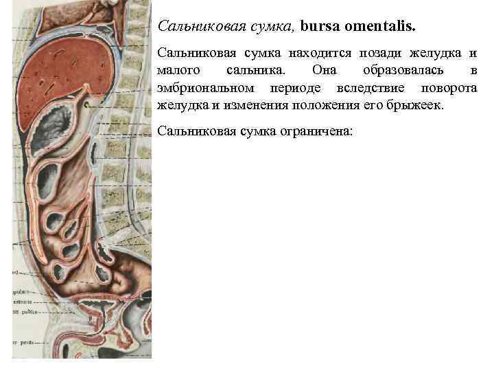 Лобовой сальник где находится