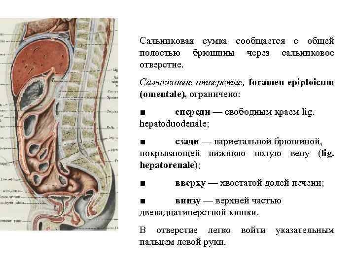 Сальниковая сумка сообщается с общей полостью брюшины через сальниковое отверстие. Сальниковое отверстие, foramen epiploicum