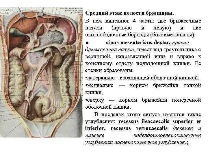 Средний этаж полости брюшины. В нем виделяют 4 части: две брыжеечные пазухи (правую и