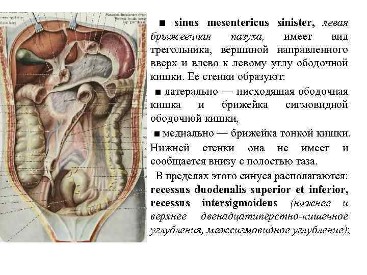 ■ sinus mesentericus sinister, левая брыжеечная пазуха, имеет вид трегольника, вершиной направленного вверх и