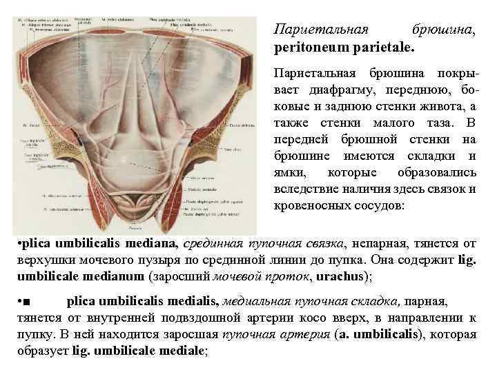 Париетальная брюшина, рeritoneum parietale. Париетальная брюшина покры вает диафрагму, переднюю, бо ковые и заднюю