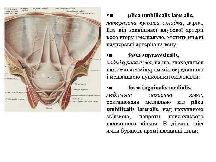  • ■ plica umbilicalis lateralis, латеральна пупкова складка, парна, йде вiд зовнiшньої клубової