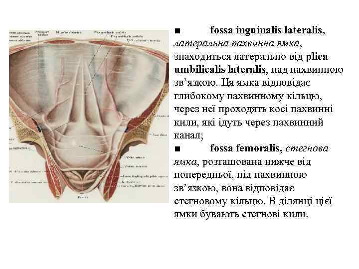 ■ fossa inguinalis lateralis, латеральна пахвинна ямка, знаходиться латерально вiд plica umbilicalis lateralis, над