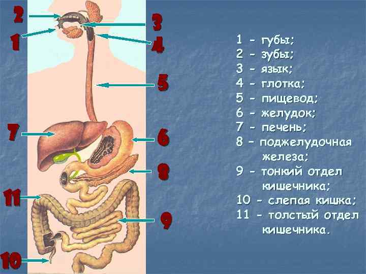 2 1 3 4 5 7 11 10 6 8 9 1 2 3