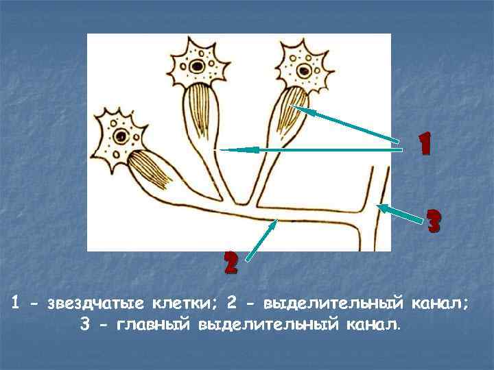 1 3 2 1 - звездчатые клетки; 2 - выделительный канал; 3 - главный