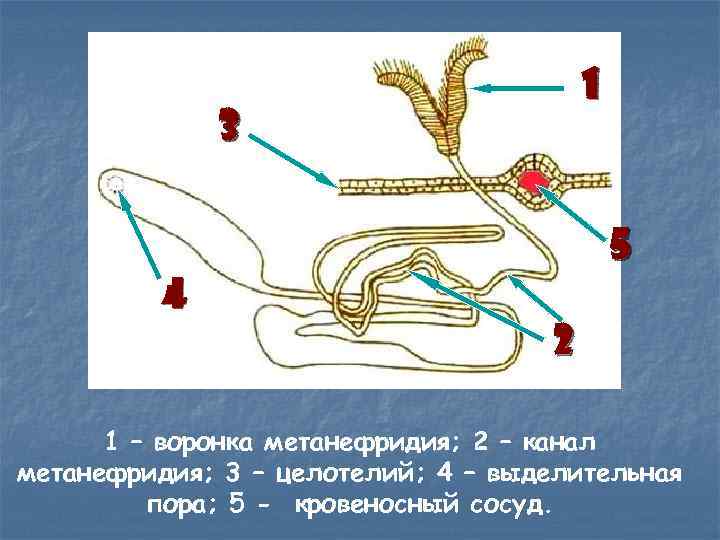 1 3 4 5 2 1 – воронка метанефридия; 2 – канал метанефридия; 3
