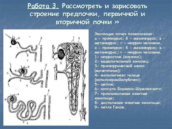 Работа 3. Рассмотреть и зарисовать строение предпочки, первичной и вторичной почки » Эволюция почек