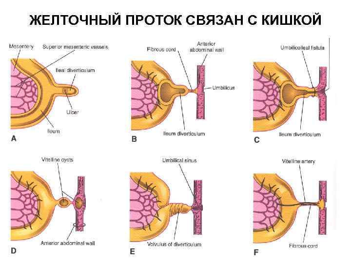 ЖЕЛТОЧНЫЙ ПРОТОК СВЯЗАН С КИШКОЙ 