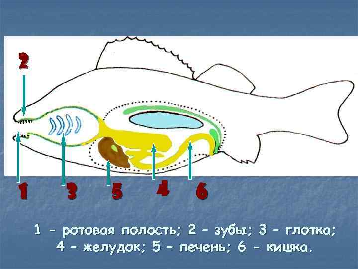 2 1 3 5 4 6 1 - ротовая полость; 2 – зубы; 3