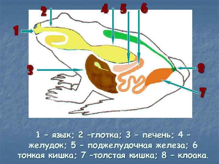 2 4 5 6 1 3 8 7 1 – язык; 2 –глотка; 3