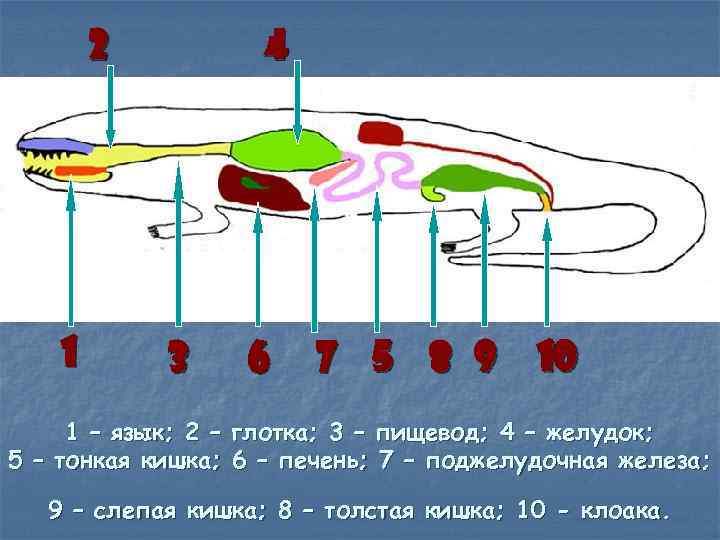 2 1 4 3 6 7 5 8 9 10 1 – язык; 2