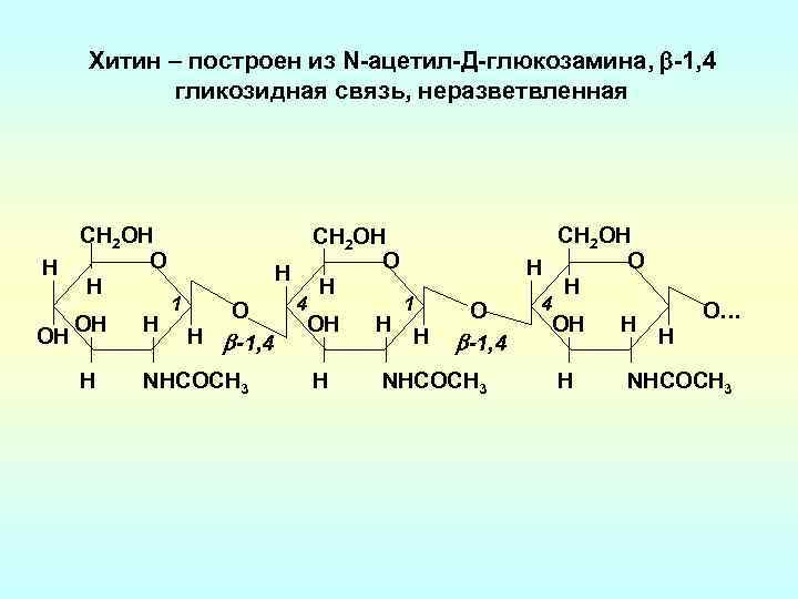 Хитин – построен из N-ацетил-Д-глюкозамина, -1, 4 гликозидная связь, неразветвленная CН 2 OH O