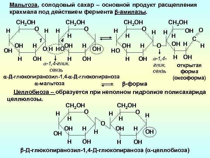 Мальтоза, солодовый сахар – основной продукт расщепления крахмала под действием фермента -амилазы. CН 2