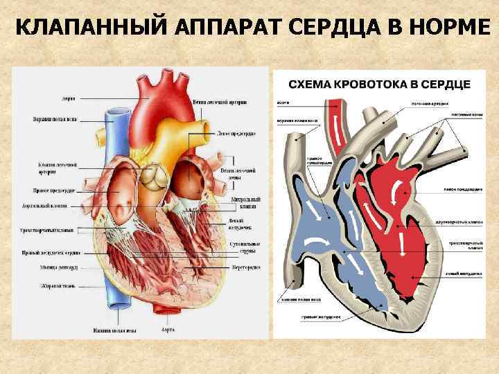 КЛАПАННЫЙ АППАРАТ СЕРДЦА В НОРМЕ 