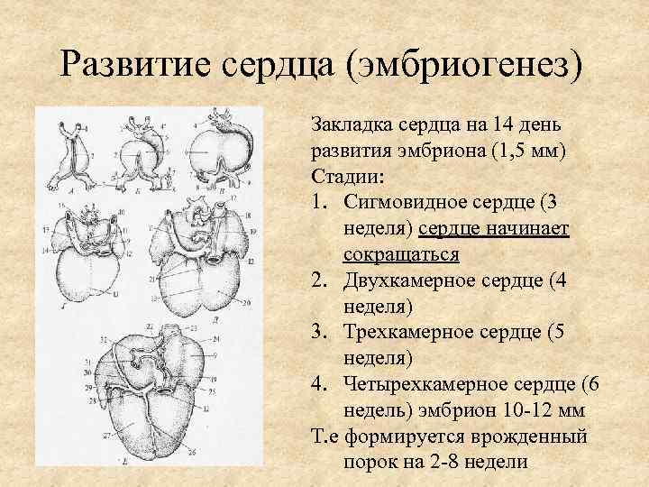 Сердце с тремя парами щелевидных отверстий. Стадии развития сердца. Развитие сердца в эмбриогенезе. Развитие сердца у эмбриона. Формирование сердца в эмбриогенезе.