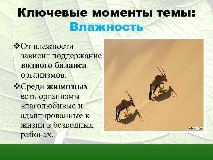 Ключевые моменты темы: Влажность v. От влажности зависит поддержание водного баланса организмов. v. Среди