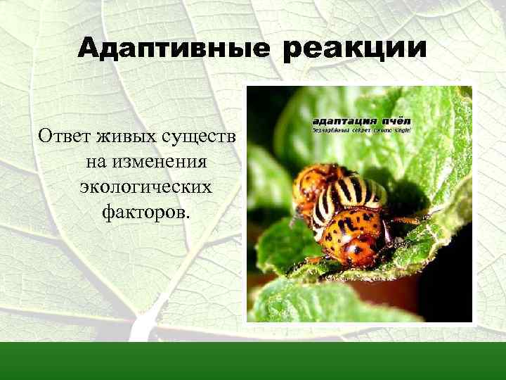 Адаптивные реакции Ответ живых существ на изменения экологических факторов. 
