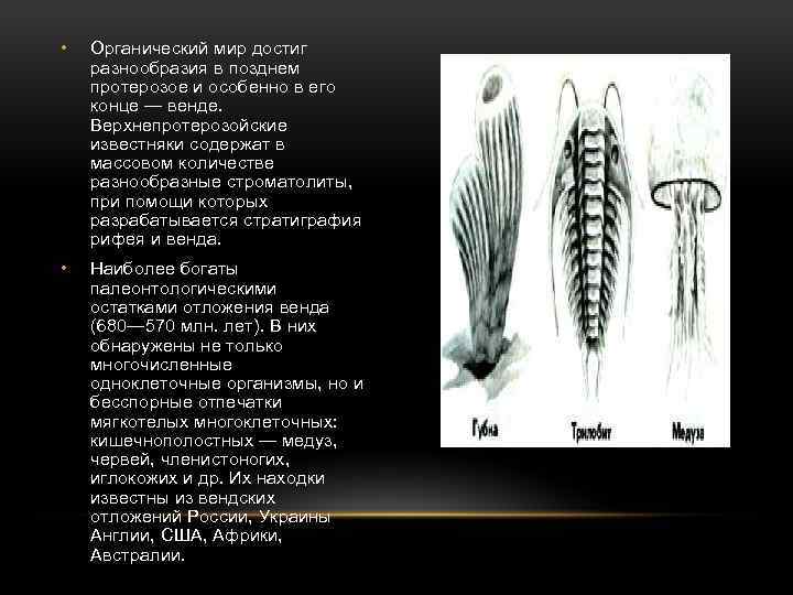  • Органический мир достиг разнообразия в позднем протерозое и особенно в его конце