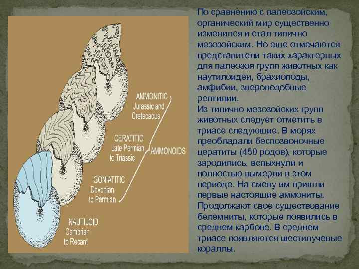 По сравнению с палеозойским, органический мир существенно изменился и стал типично мезозойским. Но еще