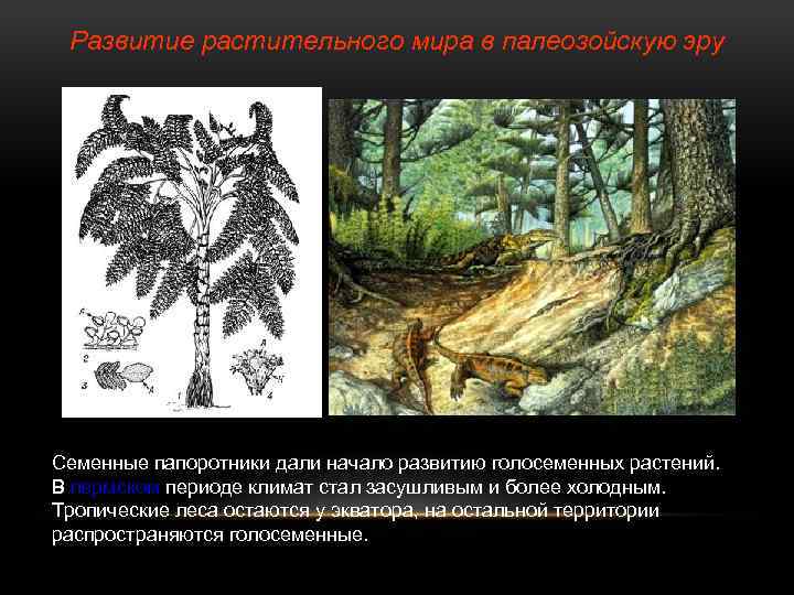 Развитие растительного мира в палеозойскую эру Семенные папоротники дали начало развитию голосеменных растений. В