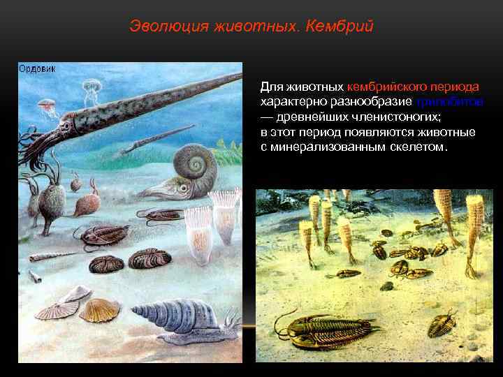 Эволюция животных. Кембрий Для животных кембрийского периода характерно разнообразие трилобитов — древнейших членистоногих; в