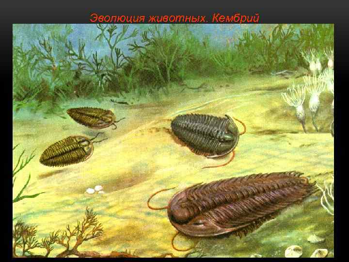 Эволюция животных. Кембрий 