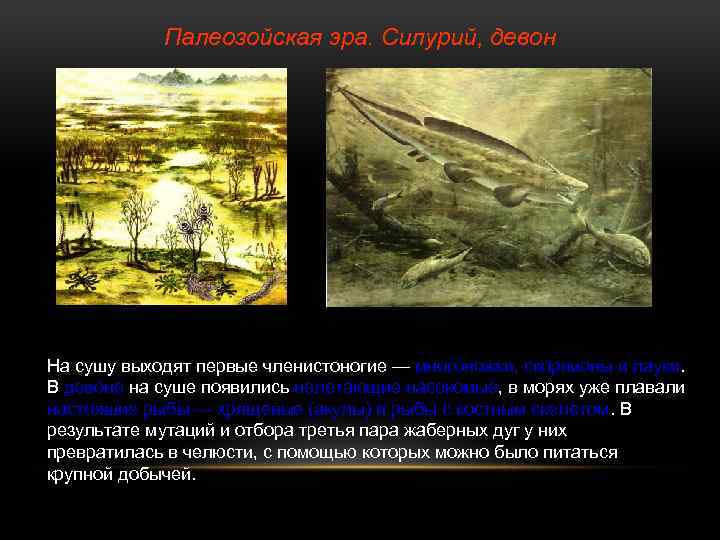 Палеозойская эра. Силурий, девон На сушу выходят первые членистоногие — многоножки, скорпионы и пауки.