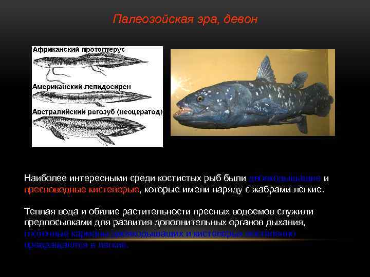 Палеозойская эра, девон Наиболее интересными среди костистых рыб были двоякодышащие и пресноводные кистеперые, которые