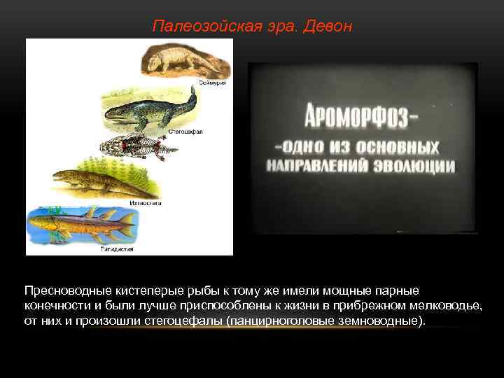 Палеозойская эра. Девон Пресноводные кистеперые рыбы к тому же имели мощные парные конечности и