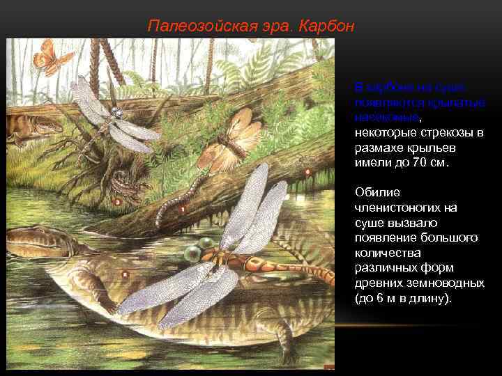 Палеозойская эра. Карбон В карбоне на суше появляются крылатые насекомые, некоторые стрекозы в размахе