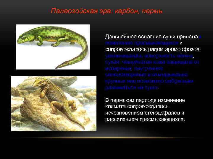 Палеозойская эра: карбон, пермь Дальнейшее освоение суши привело к появлению пресмыкающихся и сопровождалось рядом