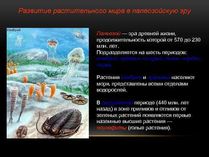 Развитие растительного мира в палеозойскую эру Палеозой — эра древней жизни, продолжительность которой от