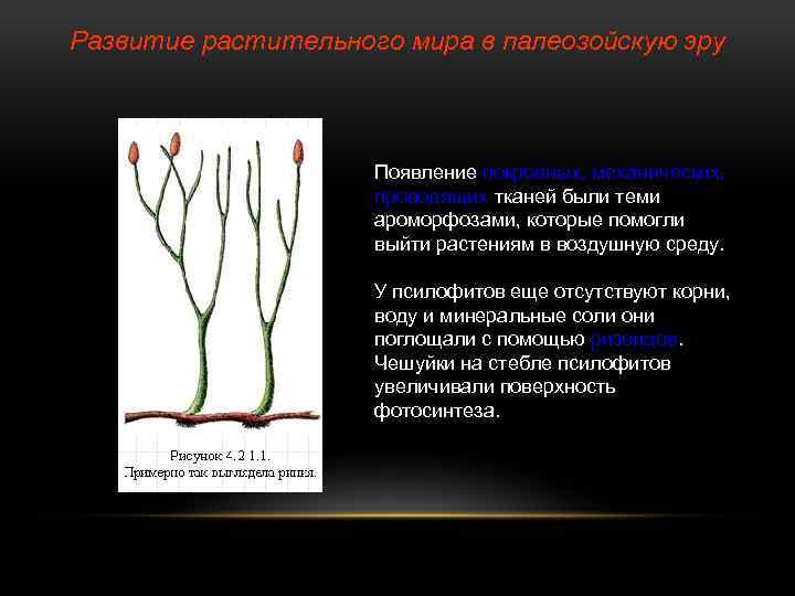 Развитие растительного мира в палеозойскую эру Появление покровных, механических, проводящих тканей были теми ароморфозами,