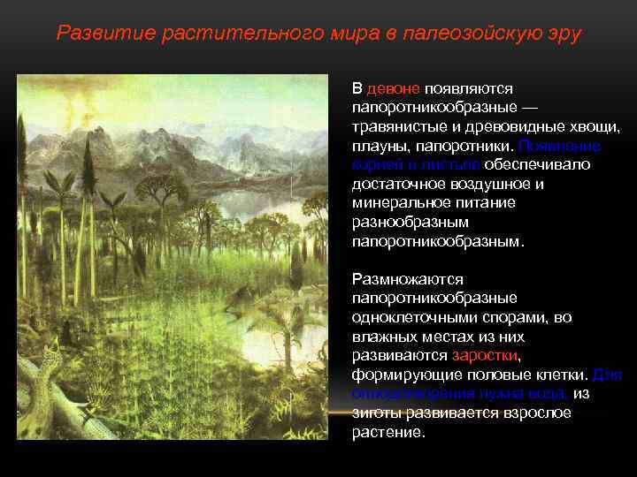 Развитие растительного мира в палеозойскую эру В девоне появляются папоротникообразные — травянистые и древовидные