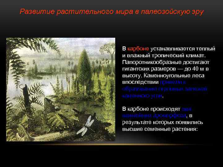 Развитие растительного мира в палеозойскую эру В карбоне устанавливается теплый и влажный тропический климат.