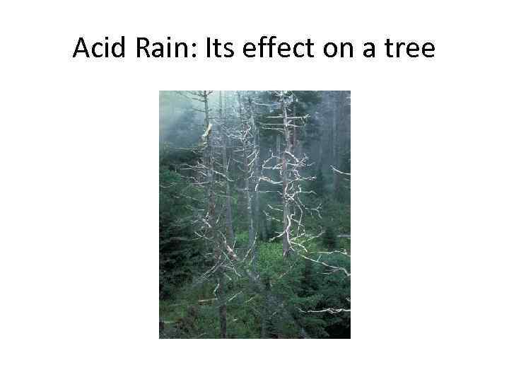 Acid Rain: Its effect on a tree 