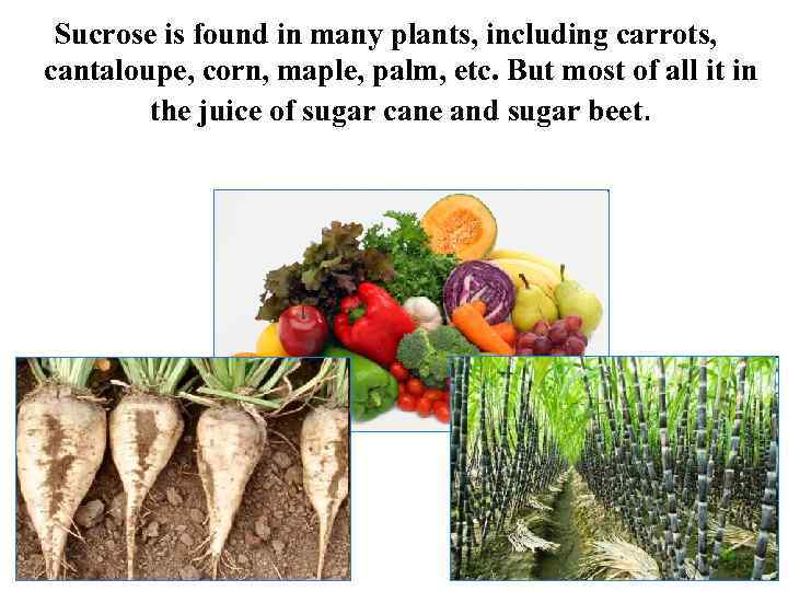 Sucrose is found in many plants, including carrots, cantaloupe, corn, maple, palm, etc. But