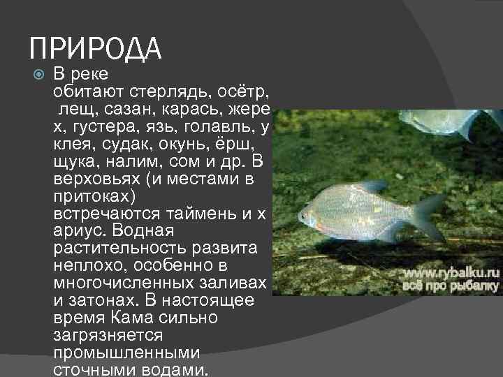 ПРИРОДА В реке обитают стерлядь, осётр, лещ, сазан, карась, жере х, густера, язь, голавль,