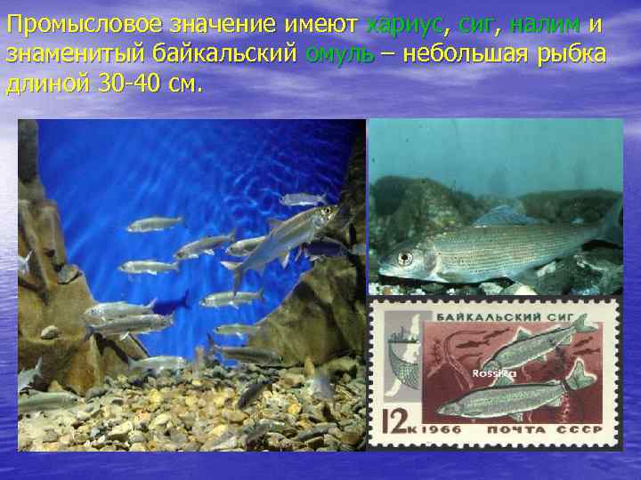 Промысловое значение имеют хариус, сиг, налим и знаменитый байкальский омуль – небольшая рыбка длиной