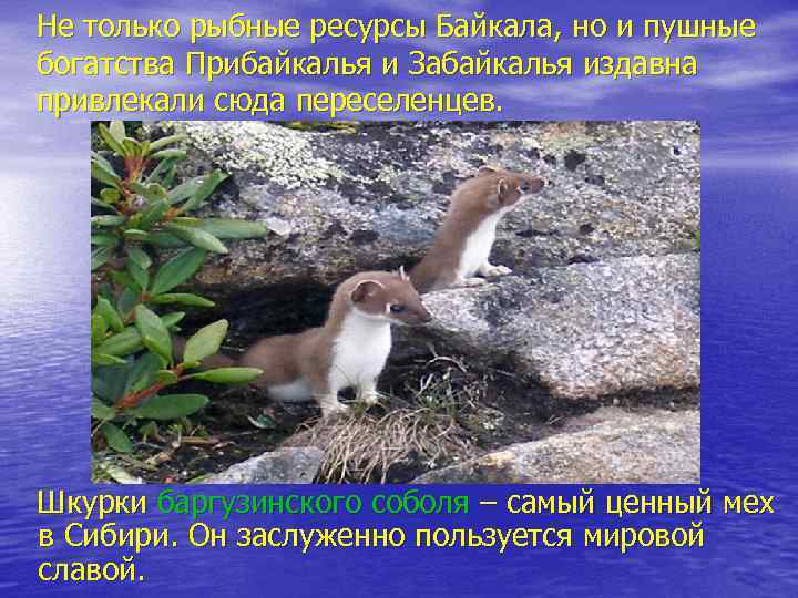 Не только рыбные ресурсы Байкала, но и пушные богатства Прибайкалья и Забайкалья издавна привлекали