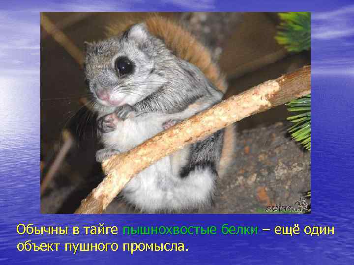Обычны в тайге пышнохвостые белки – ещё один объект пушного промысла. 