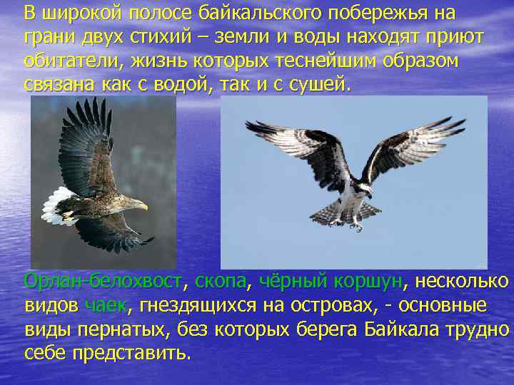 В широкой полосе байкальского побережья на грани двух стихий – земли и воды находят