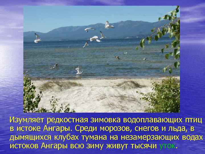 Изумляет редкостная зимовка водоплавающих птиц в истоке Ангары. Среди морозов, снегов и льда, в