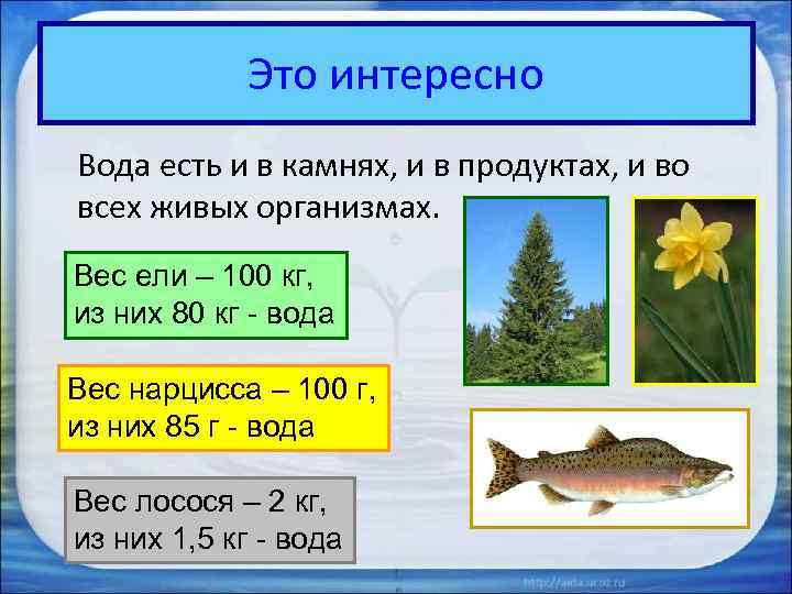Это интересно Вода есть и в камнях, и в продуктах, и во всех живых